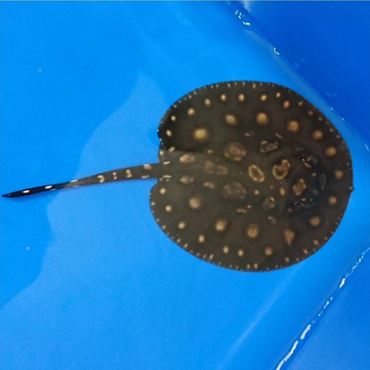 Ferskvandsrokke Potamotrygon Black Diamond Big Spot Ø 10 cm